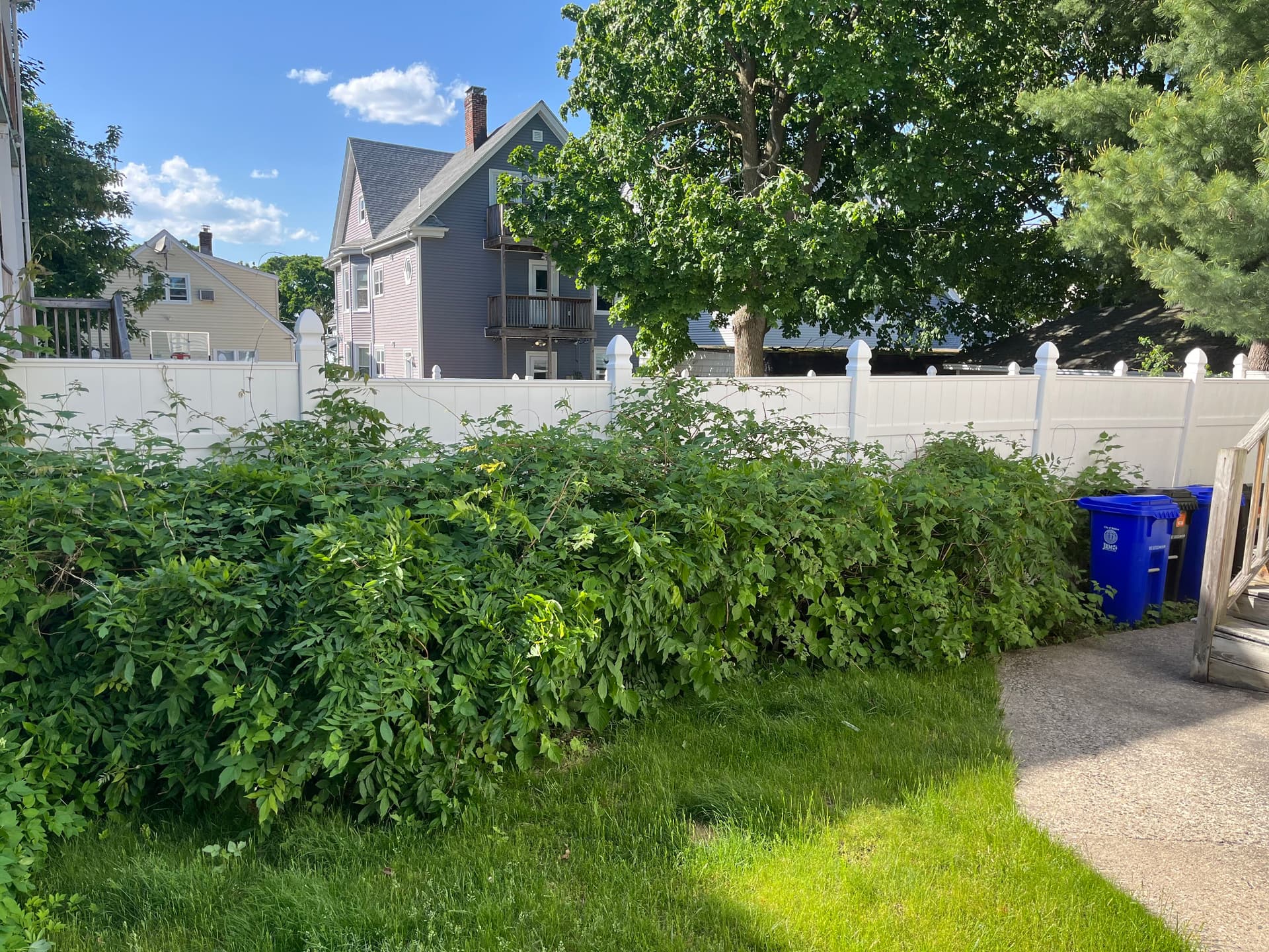 Gallery photos for Overgrown Bed Cleared Out and Given a Full Fresh Start: Image #2